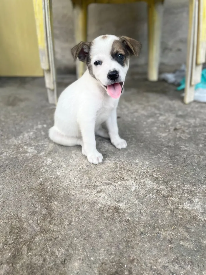 Cachorro raça SRD-ViraLata idade 2 a 6 meses nome SNOOPY