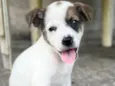 Cachorro raça SRD-ViraLata idade 2 a 6 meses nome SNOOPY