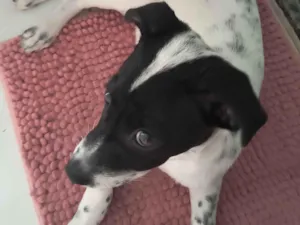 Cachorro raça SRD-ViraLata idade 2 a 6 meses nome Nana