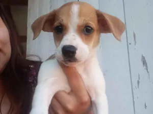 Cachorro raça SRD-ViraLata idade Abaixo de 2 meses nome Perola