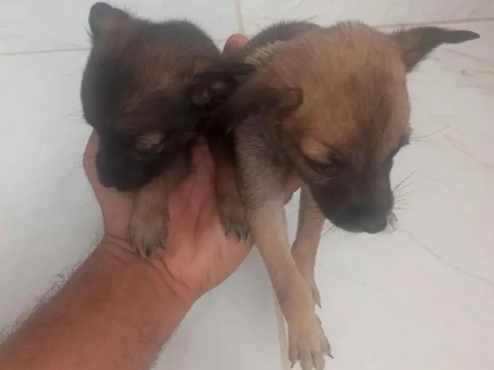 Cachorro raça Basset-Cofap idade Abaixo de 2 meses nome PAULO CESAR ALVES GOMES