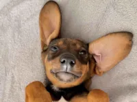 Cachorro raça SRD-ViraLata idade Abaixo de 2 meses nome Berenice 