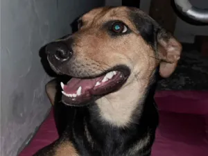 Cachorro raça SRD-ViraLata idade 1 ano nome Bela