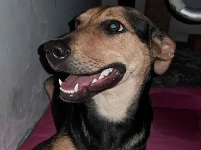 Cachorro raça SRD-ViraLata idade 1 ano nome Bela