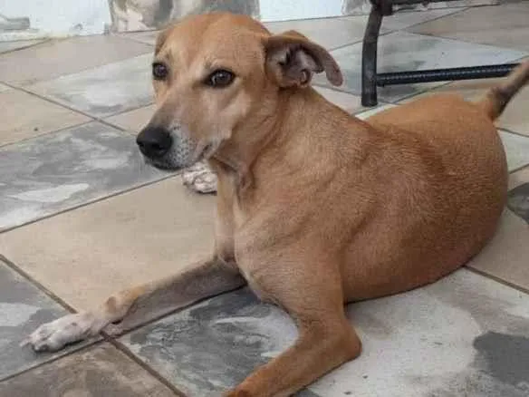 Cachorro raça SRD-ViraLata idade 4 anos nome Cadela castrada 