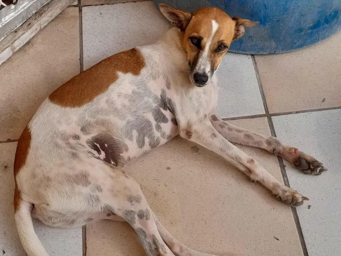 Cachorro raça SRD-ViraLata idade 2 anos nome Cadela castrada 