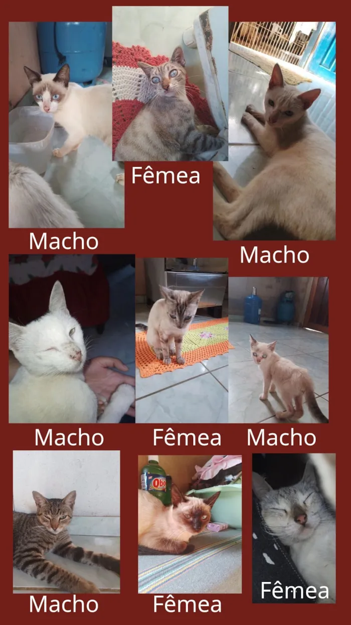 Gato raça SRD-ViraLata idade 2 anos nome Tem: pandora, micharia ,dengo, fiapo etc