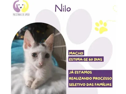 Gato raça SRD-ViraLata idade Abaixo de 2 meses nome Nilo 