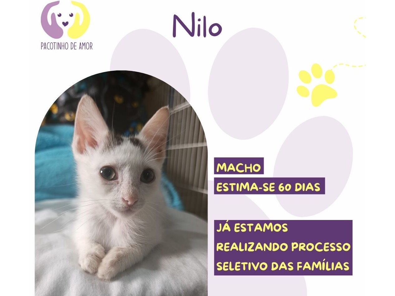 Gato raça SRD-ViraLata idade Abaixo de 2 meses nome Nilo 