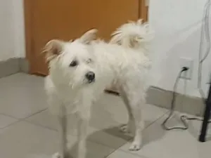 Cachorro raça Poodle idade 1 ano nome Boby