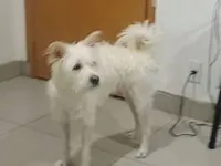 Cachorro raça Poodle idade 1 ano nome Boby