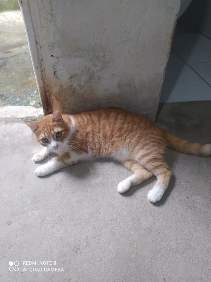 Gato raça SRD-ViraLata idade 1 ano nome Nika 