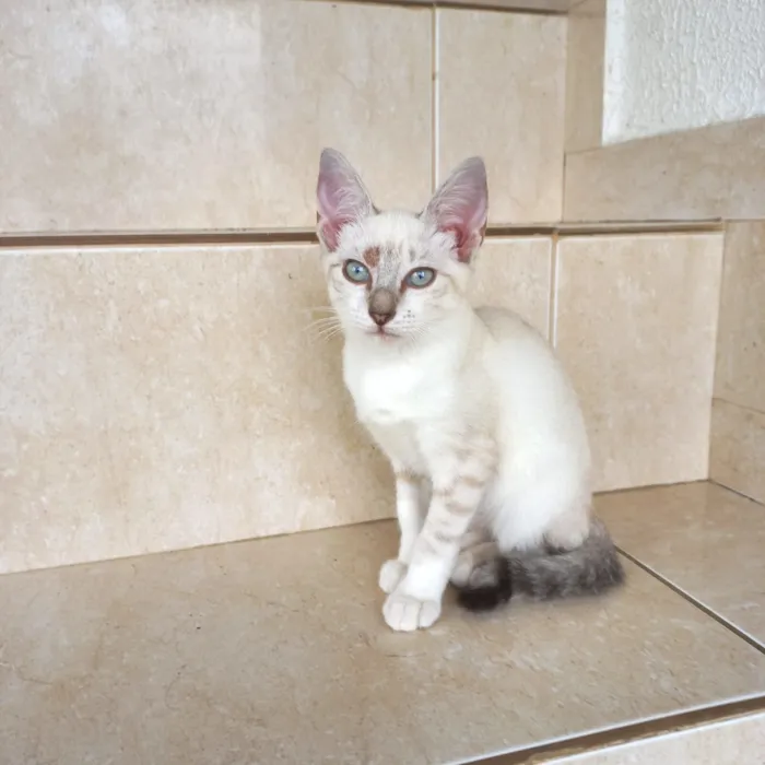 Gato raça SRD-ViraLata idade 2 a 6 meses nome Lua bb2meses Linda 