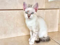 Gato raça SRD-ViraLata idade 2 a 6 meses nome Lua bb2meses Linda 