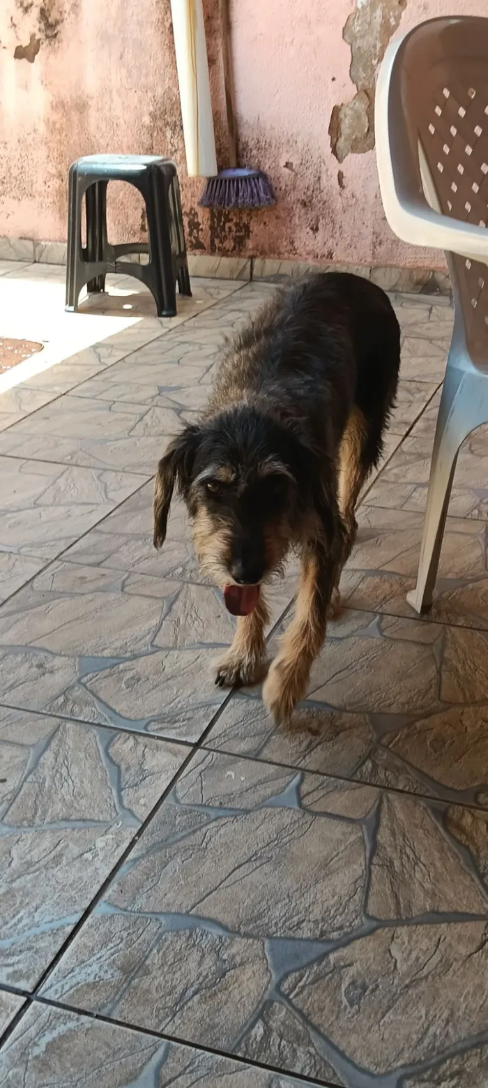 Cachorro raça SRD-ViraLata idade 5 anos nome Amora