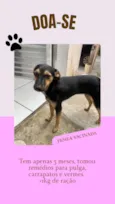 Cachorro raça SRD-ViraLata idade 2 a 6 meses nome Minnie