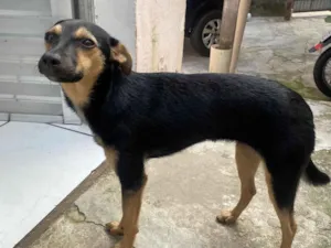 Cachorro raça SRD-ViraLata idade 2 a 6 meses nome Minnie