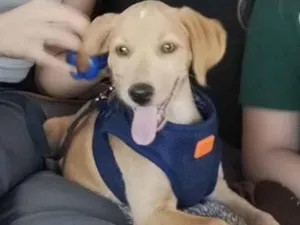 Cachorro raça SRD-ViraLata idade 2 a 6 meses nome Luke