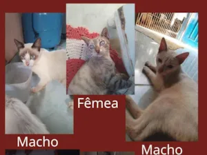 Gato raça SRD-ViraLata idade Abaixo de 2 meses nome Os nomes deles são: micharia,  dengo , fiapo, junin,pandora, branquelo