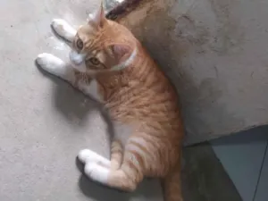 Gato raça SRD-ViraLata idade 1 ano nome Nika 