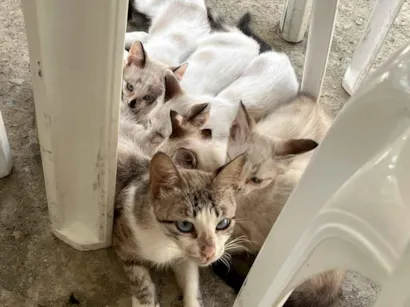 Gato raça SRD-ViraLata idade 2 a 6 meses nome Renata Sabrina