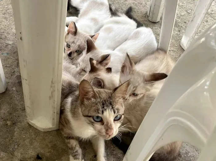 Gato raça SRD-ViraLata idade 2 a 6 meses nome Renata Sabrina