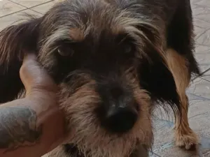 Cachorro raça SRD-ViraLata idade 5 anos nome Amora 