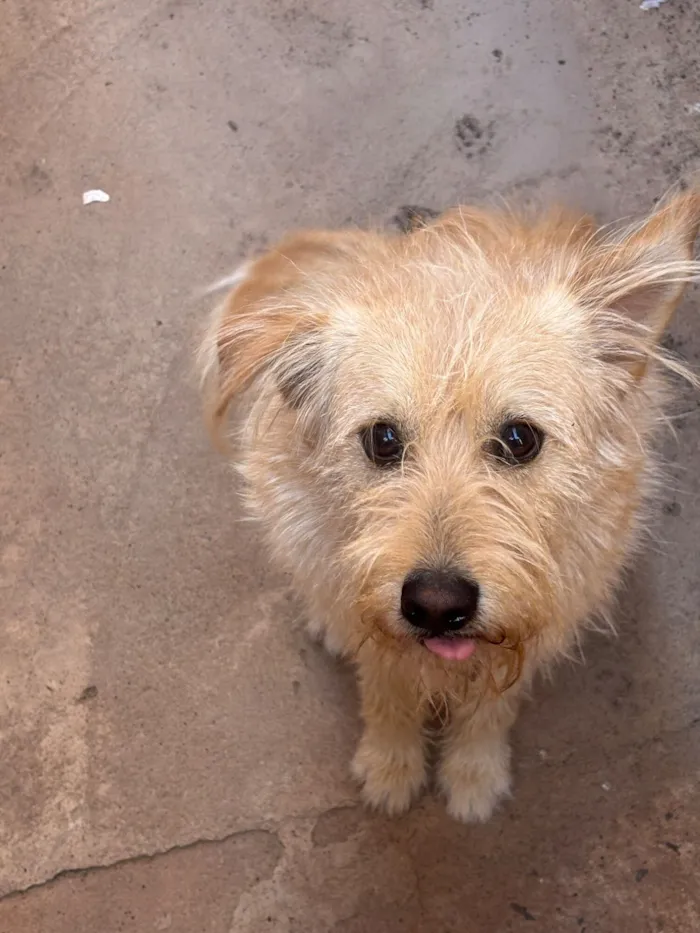 Cachorro raça SRD-ViraLata idade 5 anos nome Gamora 