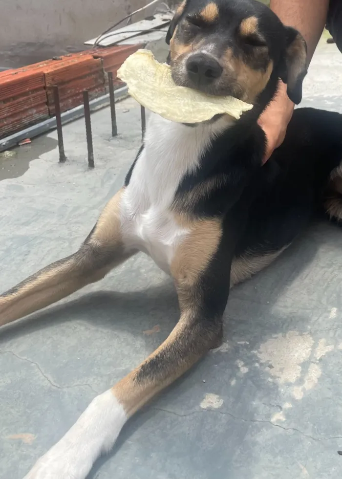 Cachorro raça SRD-ViraLata idade 7 a 11 meses nome Pindom