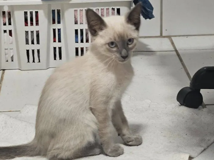 Gato raça SRD-ViraLata idade 2 a 6 meses nome Sem nome