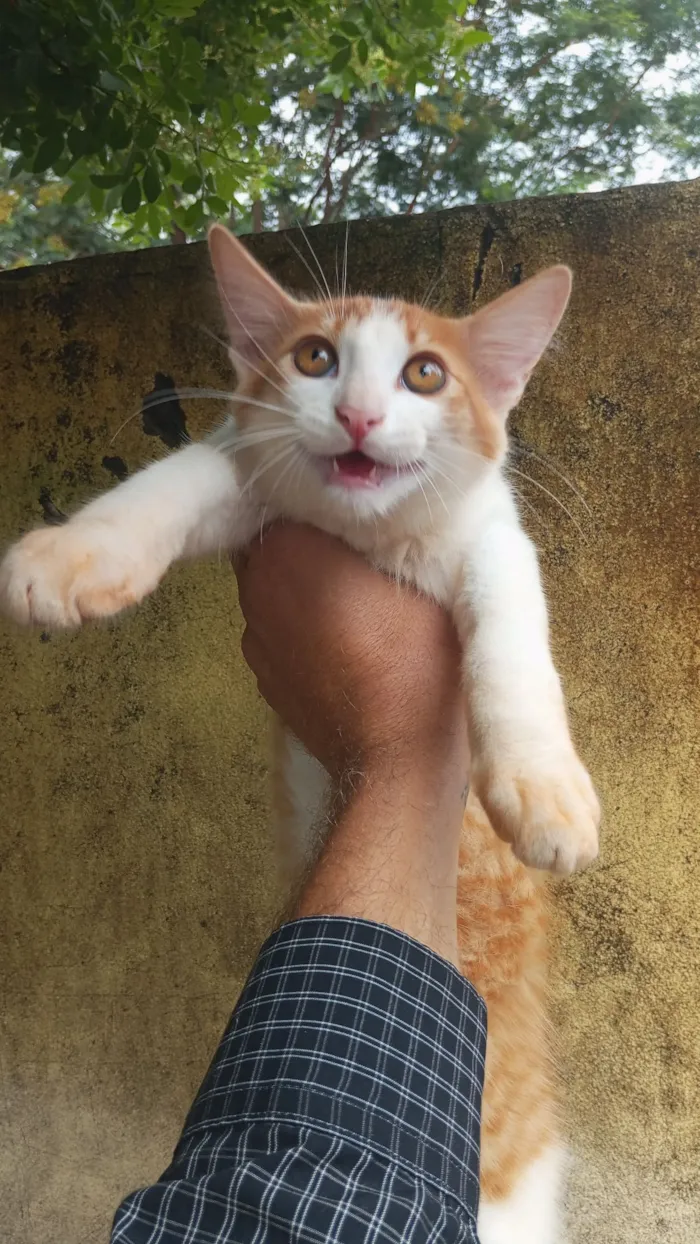 Gato raça Angorá idade Abaixo de 2 meses nome Sem nome 