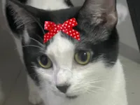 Gato raça SRD-ViraLata idade 1 ano nome Samantha 