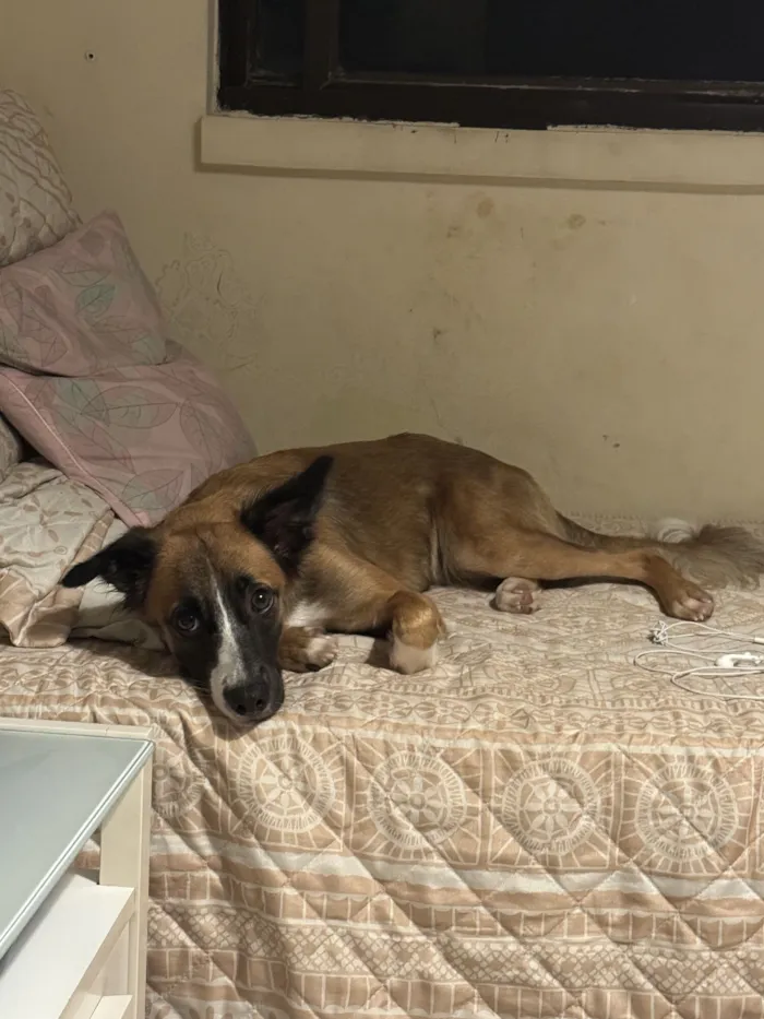 Cachorro raça SRD-ViraLata idade 2 anos nome Kiwi