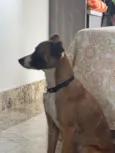 Cachorro raça SRD-ViraLata idade 2 anos nome Kiwi