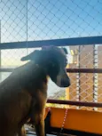 Cachorro raça SRD-ViraLata idade 2 anos nome Kiwi
