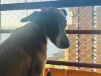 Cachorro raça SRD-ViraLata idade 2 anos nome Kiwi