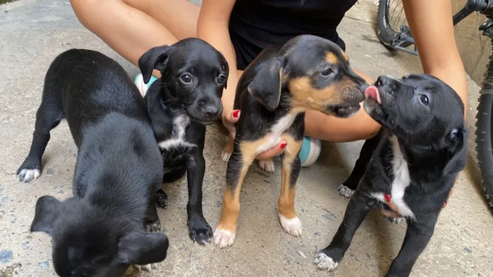 Cachorro raça SRD-ViraLata idade Abaixo de 2 meses nome Sem nome