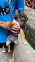 Cachorro raça SRD-ViraLata idade Abaixo de 2 meses nome Sem nome
