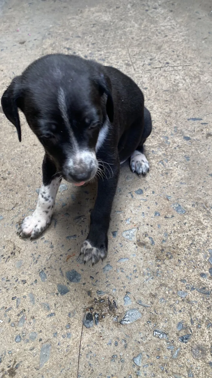 Cachorro raça SRD-ViraLata idade Abaixo de 2 meses nome Sem nome