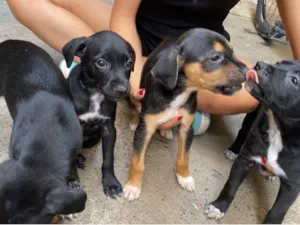 Cachorro raça SRD-ViraLata idade Abaixo de 2 meses nome Sem nome