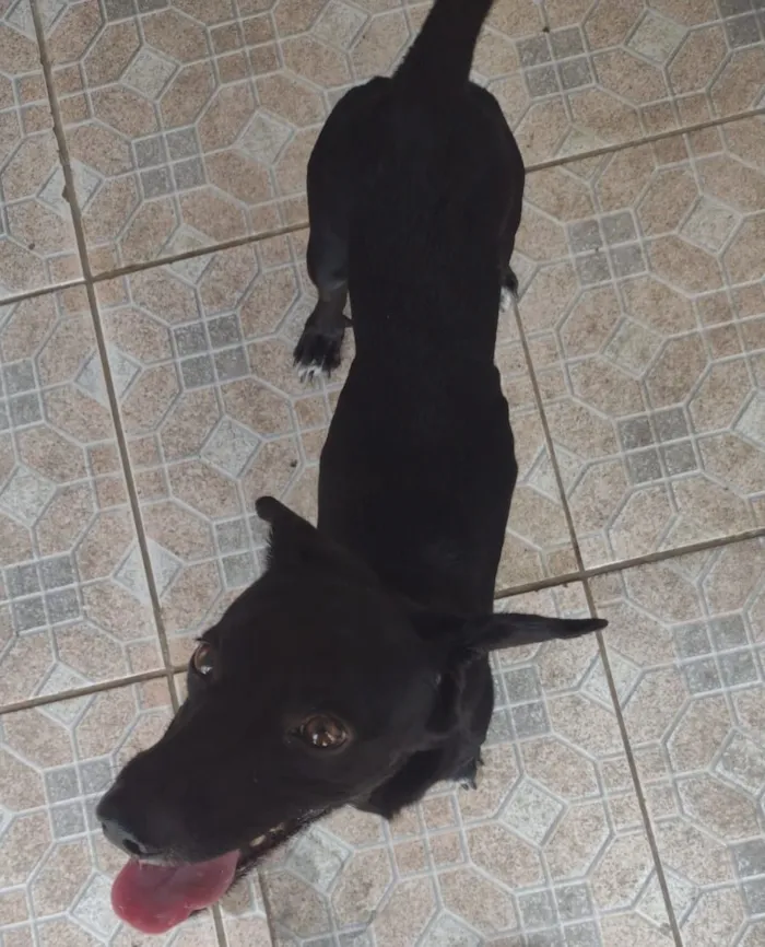 Cachorro raça Basset-mestiço idade 3 anos nome Berlô