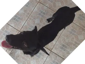 Cachorro raça Basset-mestiço idade 3 anos nome Berlô