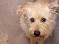 Cachorro raça SRD-ViraLata idade 5 anos nome Gamora 