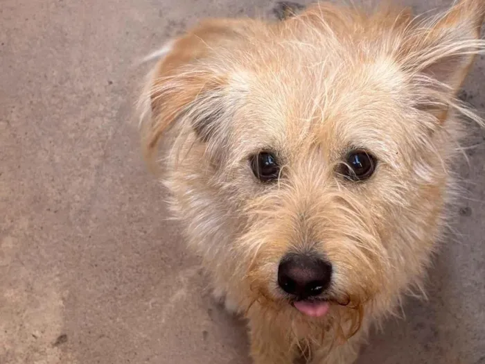 Cachorro raça SRD-ViraLata idade 5 anos nome Gamora 