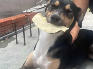 Cachorro raça SRD-ViraLata idade 7 a 11 meses nome Pindom