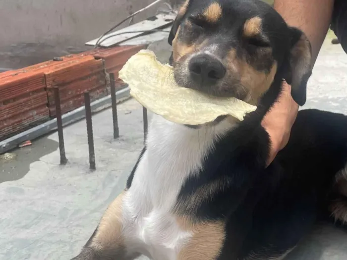 Cachorro raça SRD-ViraLata idade 7 a 11 meses nome Pindom