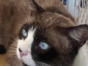 Gato raça SRD-ViraLata idade 1 ano nome Fabrício 