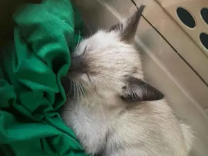 Gato raça Siamês idade 2 a 6 meses nome Theo