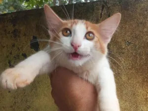 Gato raça Angorá idade Abaixo de 2 meses nome Sem nome 