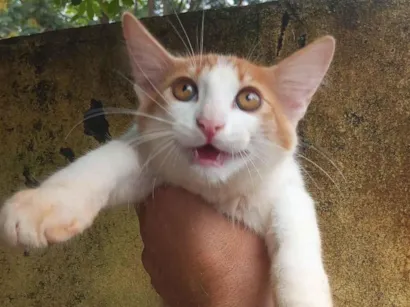Gato raça Angorá idade Abaixo de 2 meses nome Sem nome 